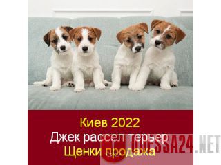 Киев 2022 Щенки Джек рассел терьеров Продажа Киев