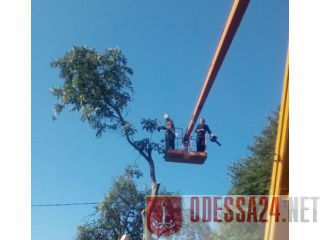 Спил дерева,демонтаж работы,земляные работы в ручную 0963608207,0636001011 Одесса